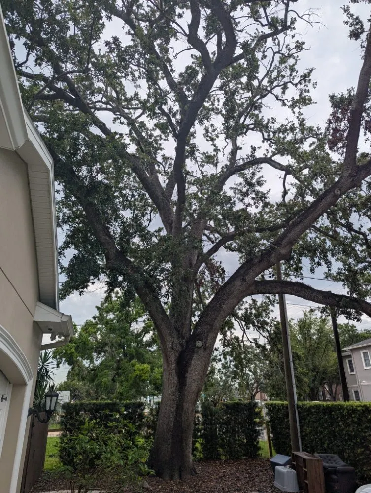 Trusted lawn care service in Zephyrhills, FL by UK Trees