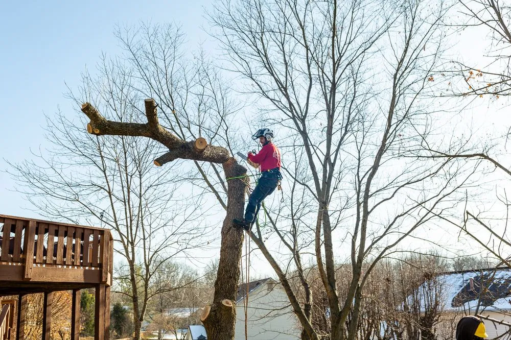 Top-rated lawn mowing service experts serving St. Louis, MO - Ulett Tree & Landscaping