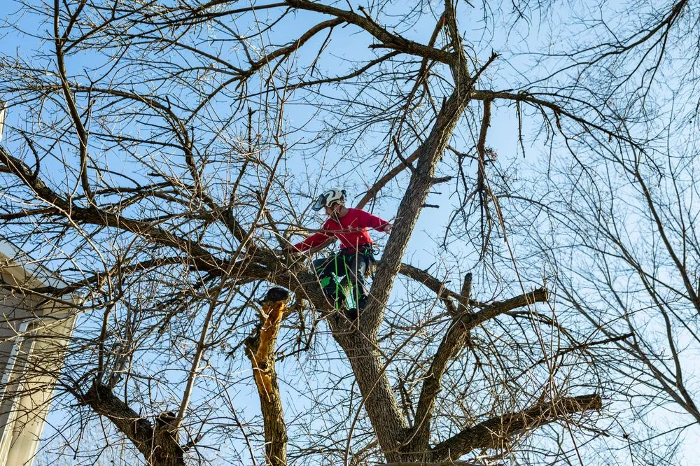 Expert landscaping services for outdoor upgrades across St. Louis, MO - Ulett Tree & Landscaping