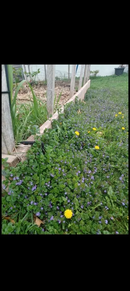 Trusted outdoor landscaping for beautiful yards in South Saint Paul, MN by ulises Clean Cut Lawns