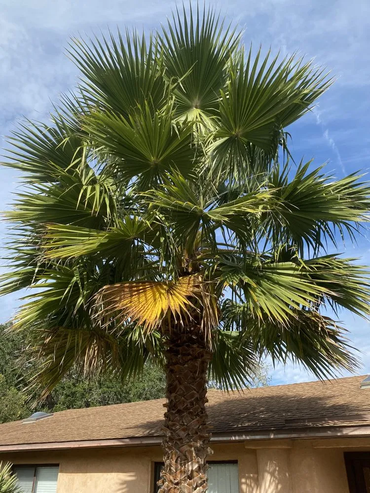 Local landscaping services in St. Augustine, FL by Ultimate Edge Lawn Service