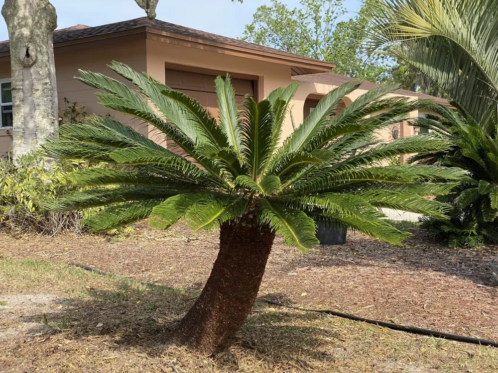 Custom residential landscaping for beautiful yards across St. Augustine, FL - Ultimate Edge Lawn Service