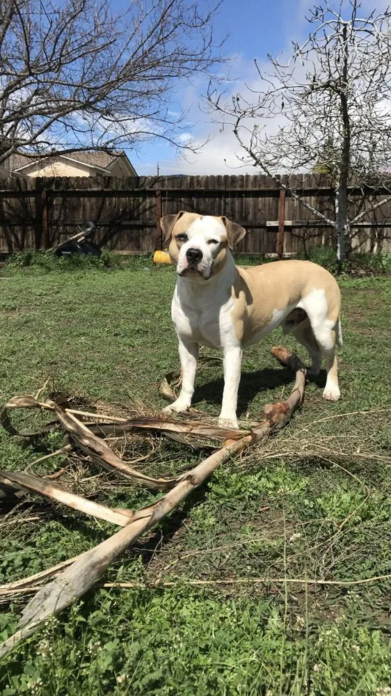 Custom landscape installation for year-round maintenance across Fresno, CA - Ultimate Landscape and Tree Service