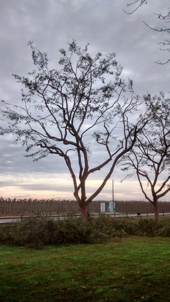 Trusted outdoor landscaping in Fresno, CA - Ultimate Landscape and Tree Service