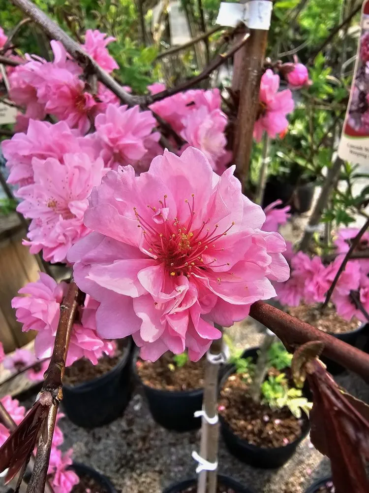 Professional lawn care service for homes in Jamestown, TN by Ultimate Landscape Supply & Nursery