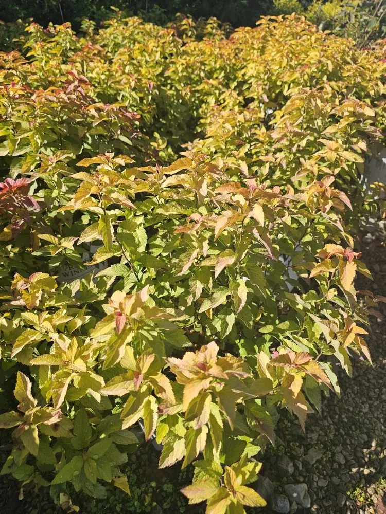 Professional residential landscaping experts serving Jamestown, TN - Ultimate Landscape Supply & Nursery