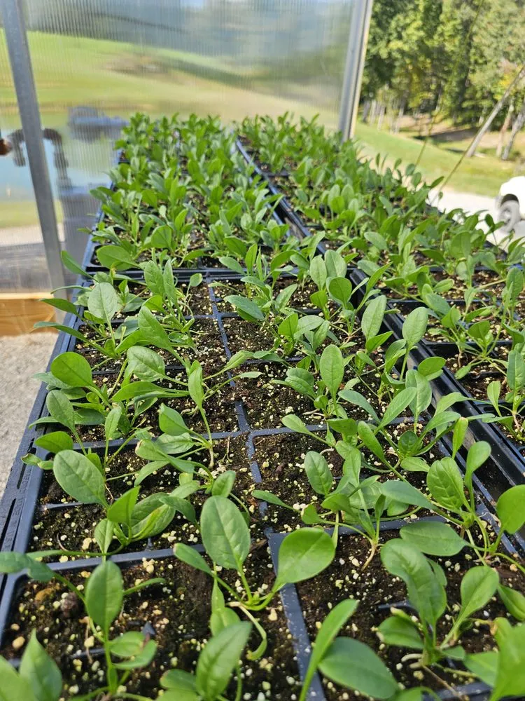 Expert landscaping services for year-round maintenance in Jamestown, TN by Ultimate Landscape Supply & Nursery