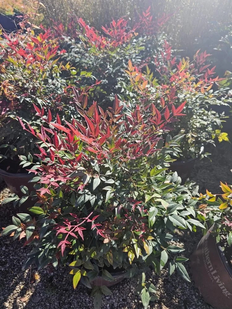 Local yard maintenance experts serving Jamestown, TN - Ultimate Landscape Supply & Nursery