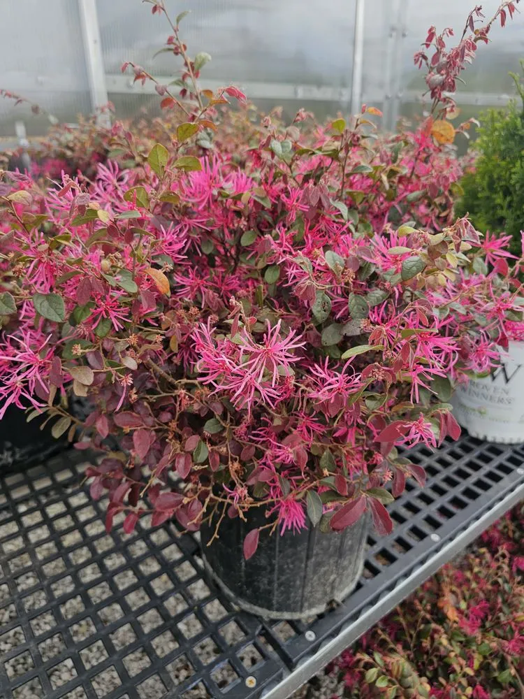 Local yard cleanup service for homes in Jamestown, TN by Ultimate Landscape Supply & Nursery