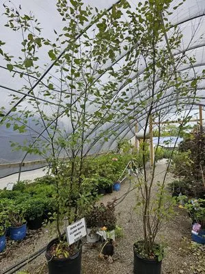 Ultimate Landscape Supply & Nursery