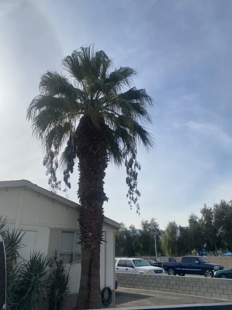 Affordable garden landscaping for residential properties across Thermal, CA - Ultimate Landscaping