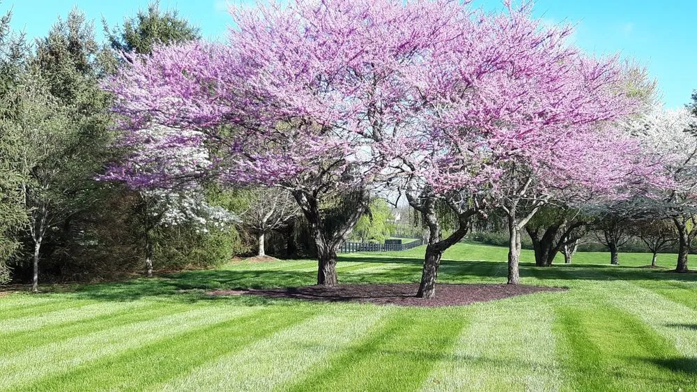 Local lawn mowing service experts serving Lexington, KY - Ultimate Lawn & Landscape