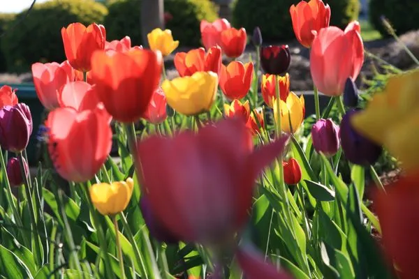 Ultimate Lawn & Landscape Logo