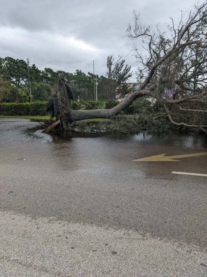 Trusted yard maintenance experts serving Venice, FL - Ultimate Lawn Care & Tree Division