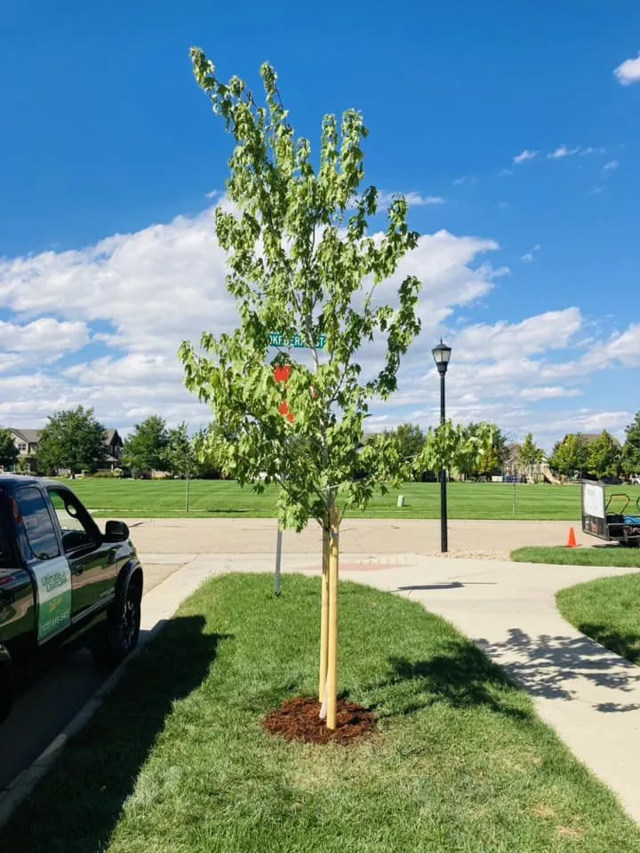 Expert landscaping services near you across Loveland, CO - Ultimate Lawn Care