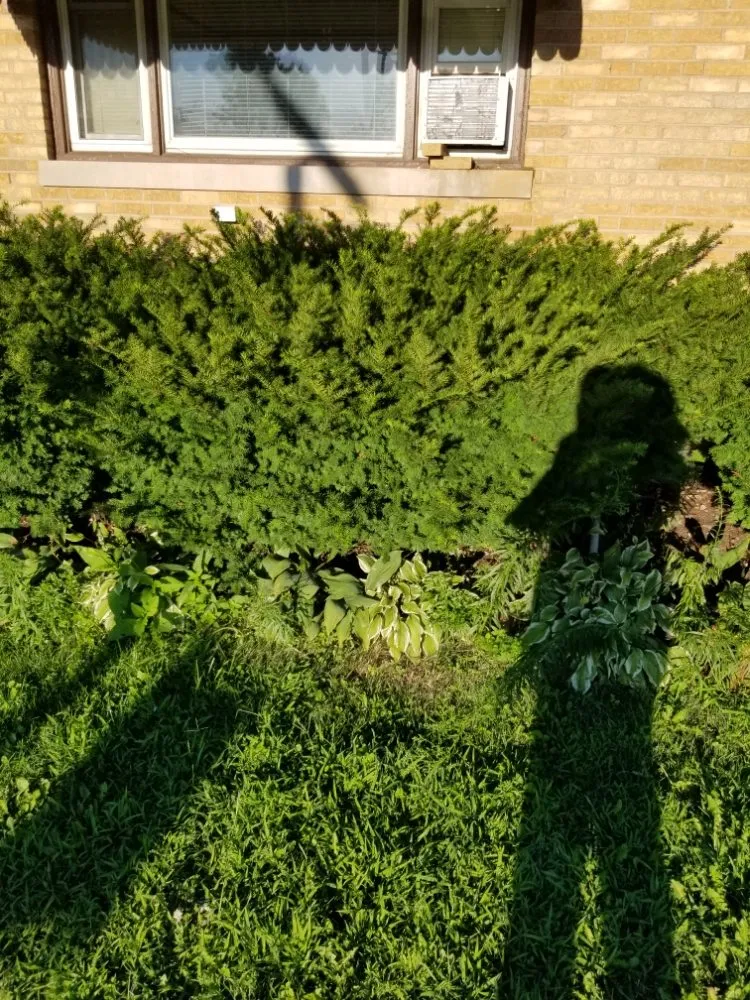 Reliable yard cleanup service in Tinley Park, IL - Ultimate Lawn Care