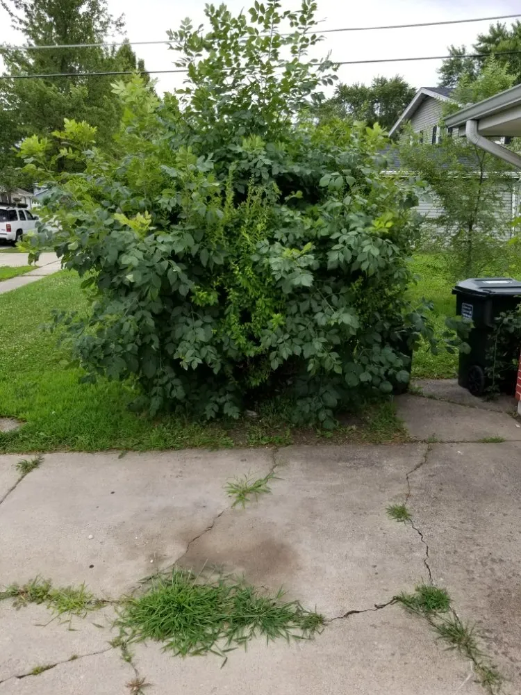 Local yard maintenance near you across Tinley Park, IL - Ultimate Lawn Care