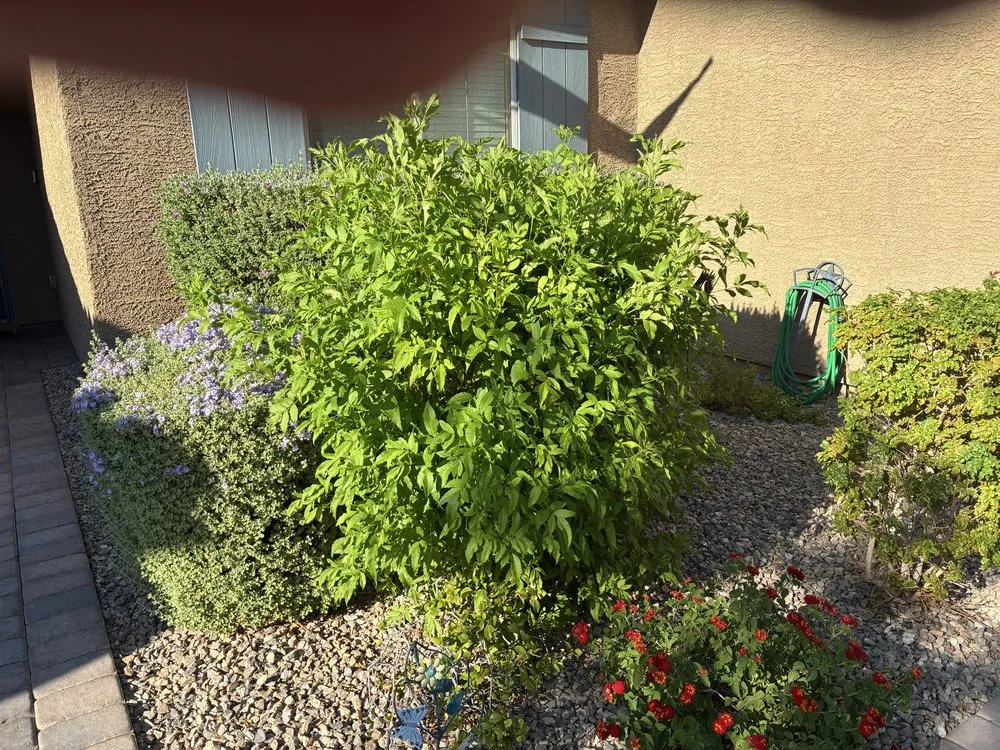 Top-rated yard cleanup service near you in Las Vegas, NV by Ultimate Lawn Maintenance