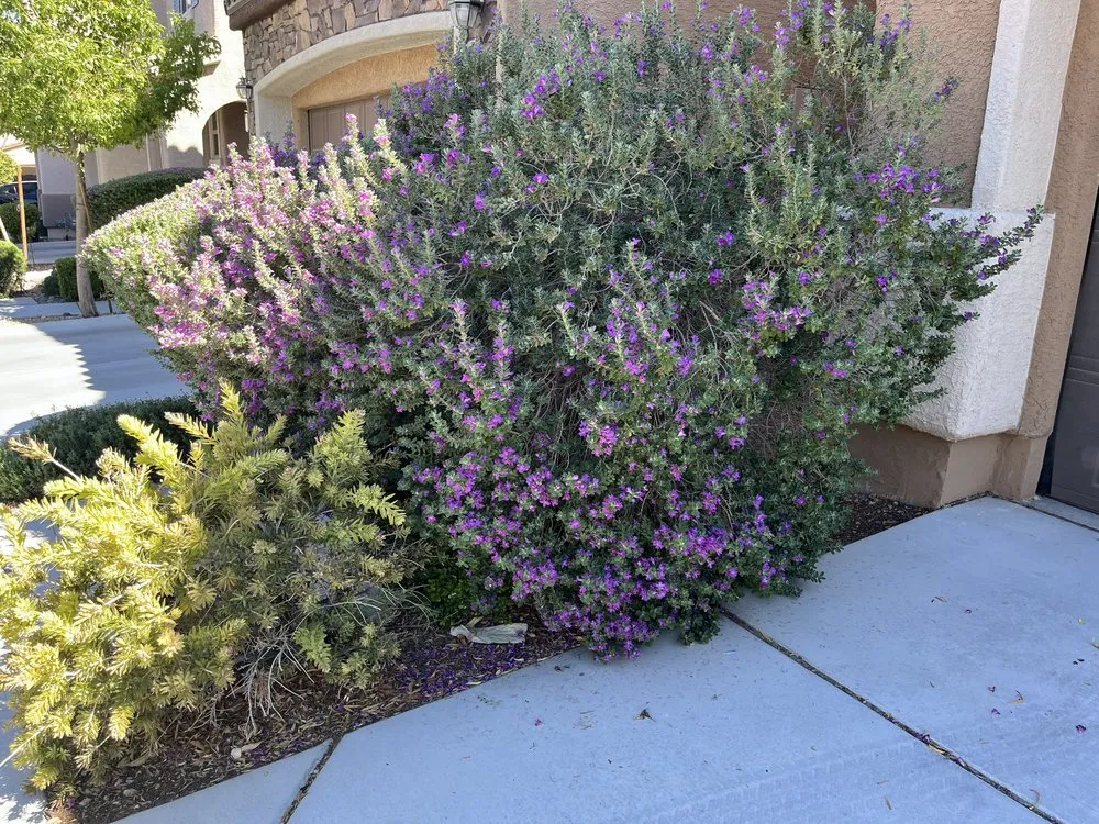 Professional landscaping services with custom design in Las Vegas, NV by Ultimate Lawn Maintenance