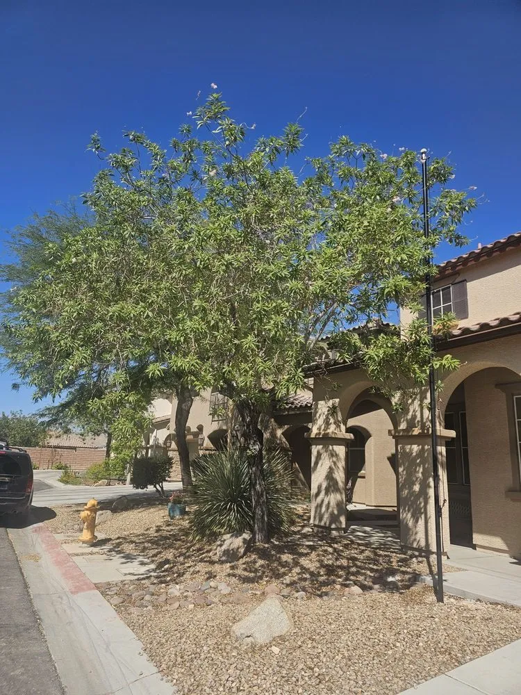 Expert yard cleanup service in Las Vegas, NV by Ultimate Lawn Maintenance