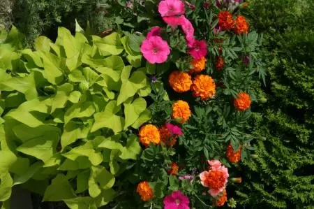 Reliable landscaping services near you in Chippewa Falls, WI by Ultimate Lawns