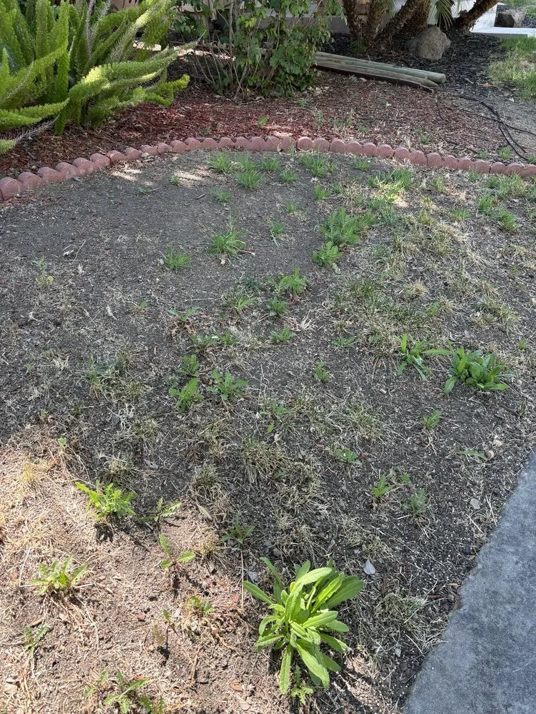 Reliable outdoor landscaping experts serving Lodi, CA - Ultimate L&C