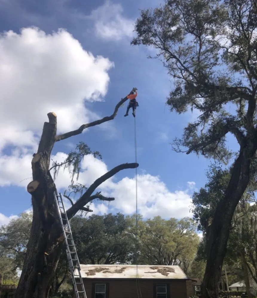 Top-rated residential landscaping in Mulberry, FL - Ultimate Tree and Landscaping Services