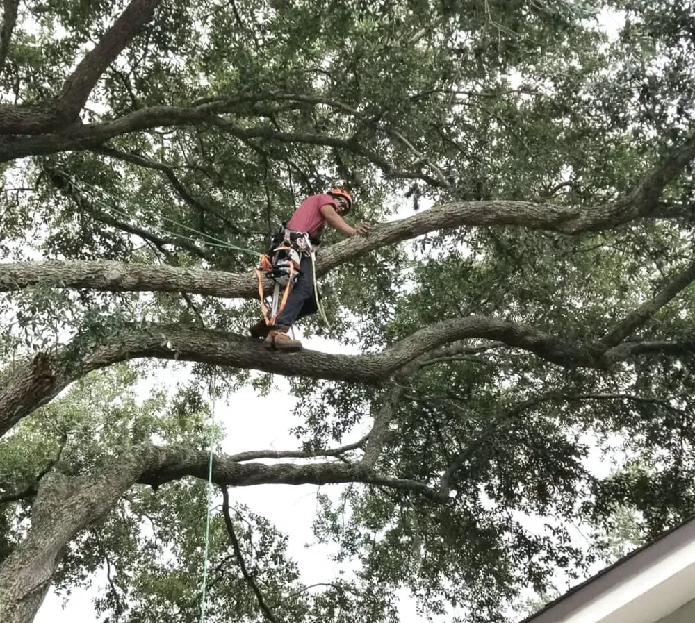 Professional lawn mowing service for residential properties in Mulberry, FL by Ultimate Tree and Landscaping Services