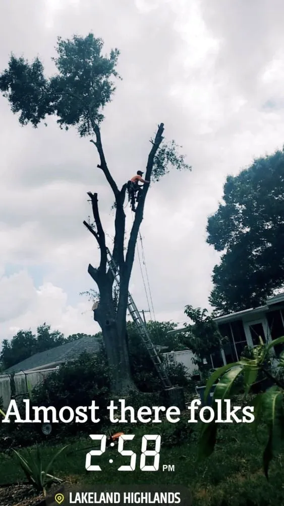 Top-rated garden landscaping in Mulberry, FL - Ultimate Tree and Landscaping Services