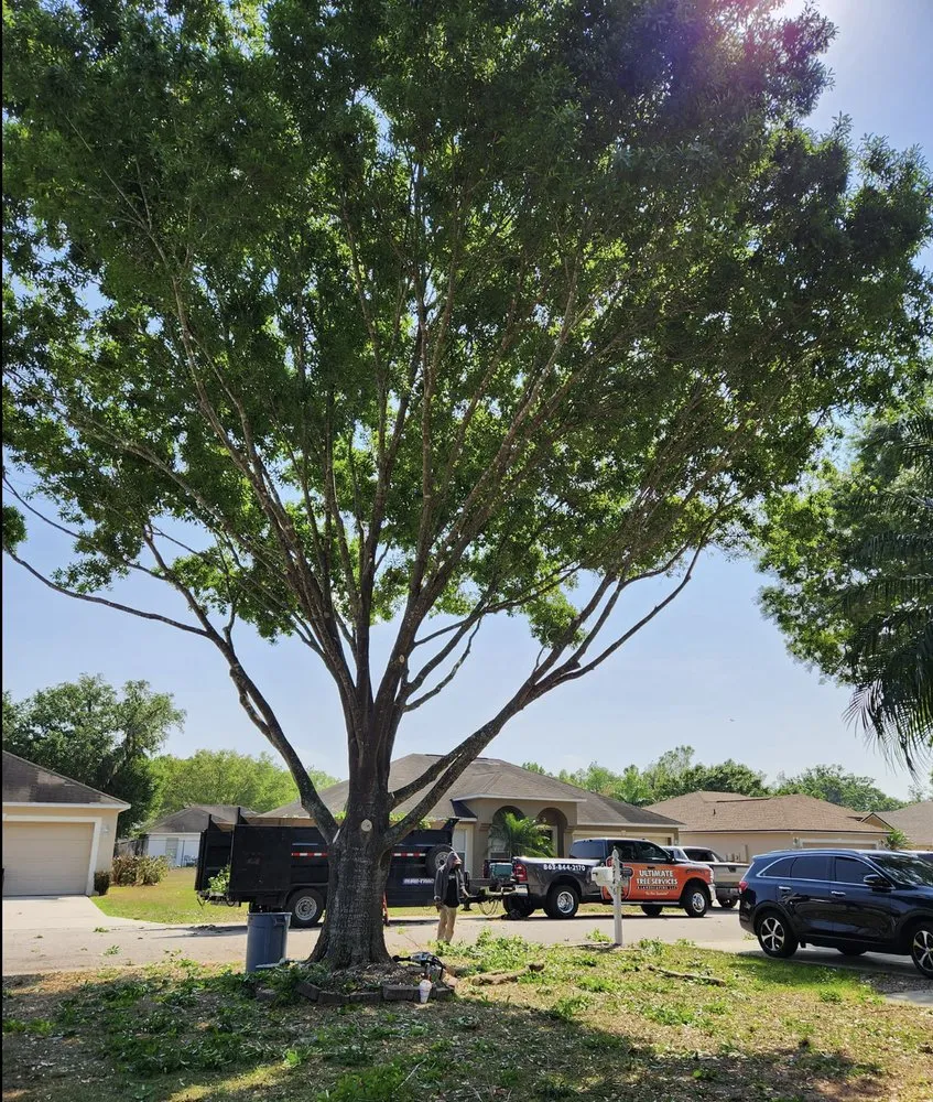 Top-rated lawn care service experts serving Mulberry, FL - Ultimate Tree and Landscaping Services