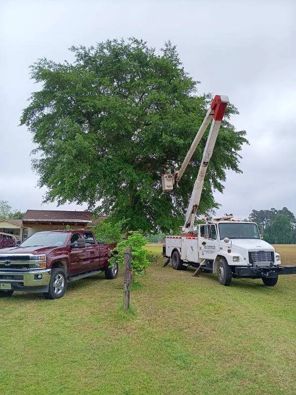 Custom yard maintenance experts serving Lake View, SC - Ultimate Tree Solutions