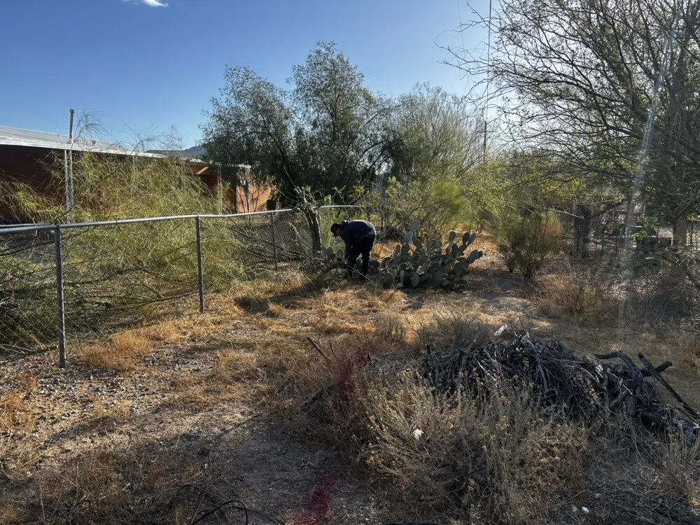 Local landscape design for year-round maintenance in Tucson, AZ by Ultra Landscaping and Junk Removal