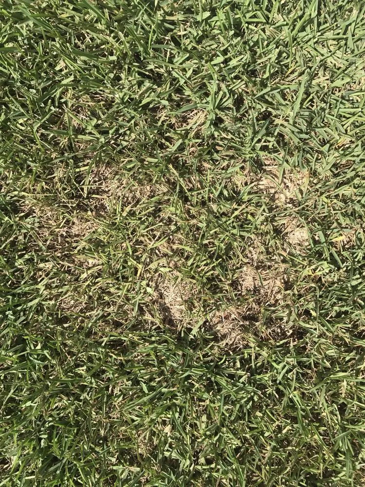 Top-rated yard maintenance experts serving Orlando, FL - UltraGreen Lawn Service