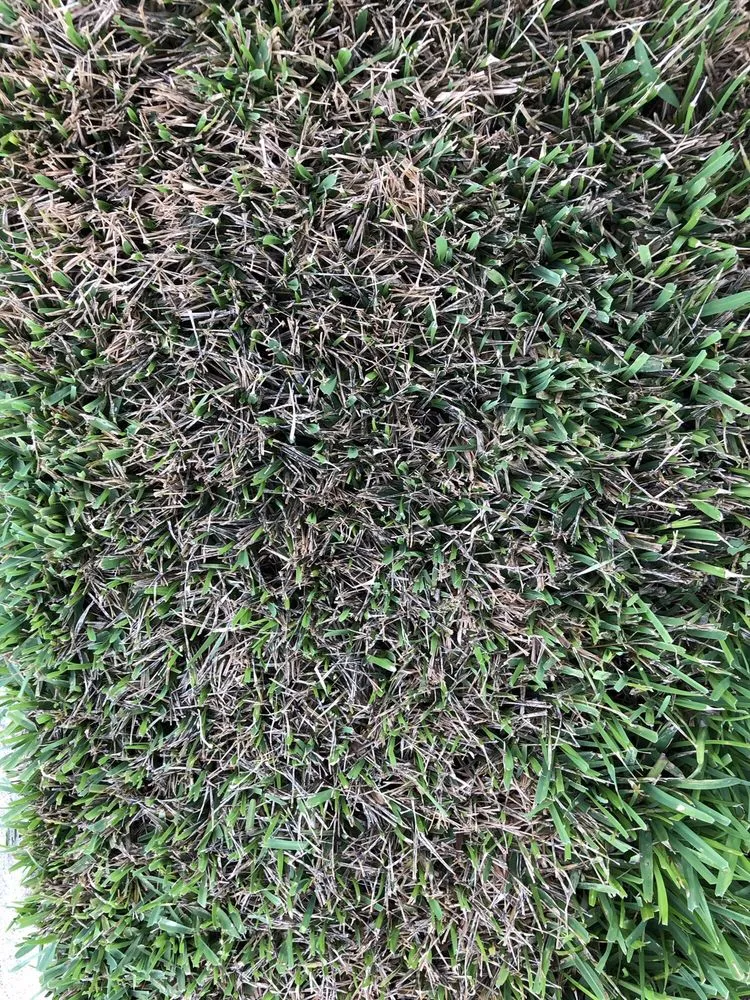 Affordable yard maintenance for outdoor upgrades across Orlando, FL - UltraGreen Lawn Service