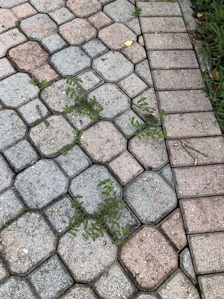 Local landscaping services experts serving Orlando, FL - UltraGreen Lawn Service