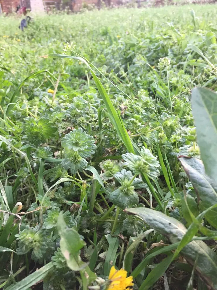 Local landscape installation in Yukon, OK - UltraGreen Weed Control