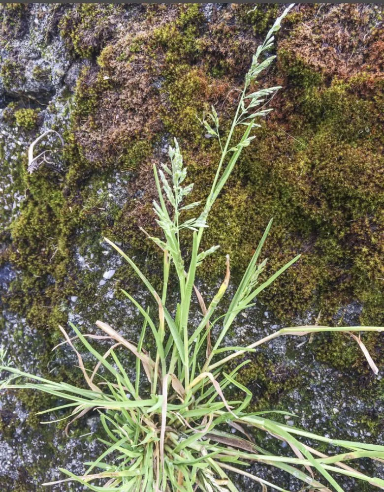 Professional landscaping services experts serving Yukon, OK - UltraGreen Weed Control