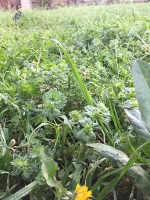 UltraGreen Weed Control Logo