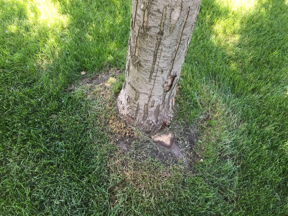 Affordable outdoor landscaping in Hiawatha, IA - ULTRALawn