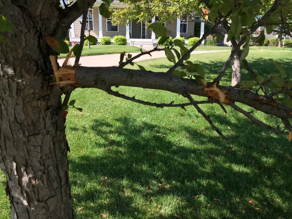 Reliable yard maintenance for outdoor upgrades in Hiawatha, IA by ULTRALawn