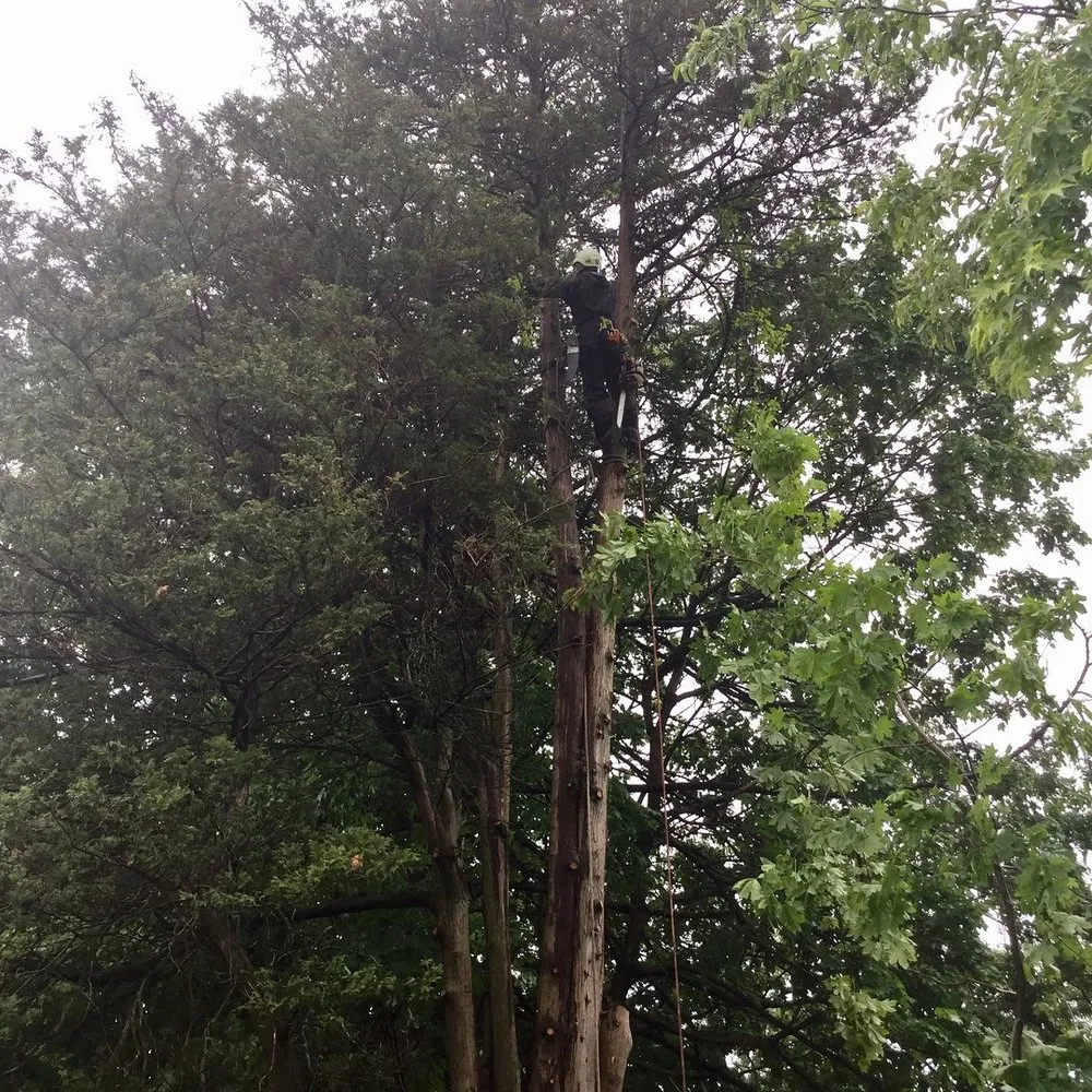 Top-rated landscaping services in Port Chester, NY by Umanzor Landscaping