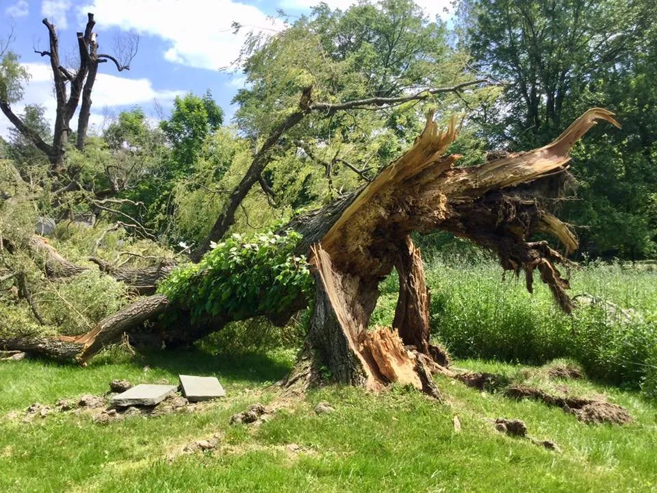 Reliable lawn care service experts serving Port Chester, NY - Umanzor Landscaping