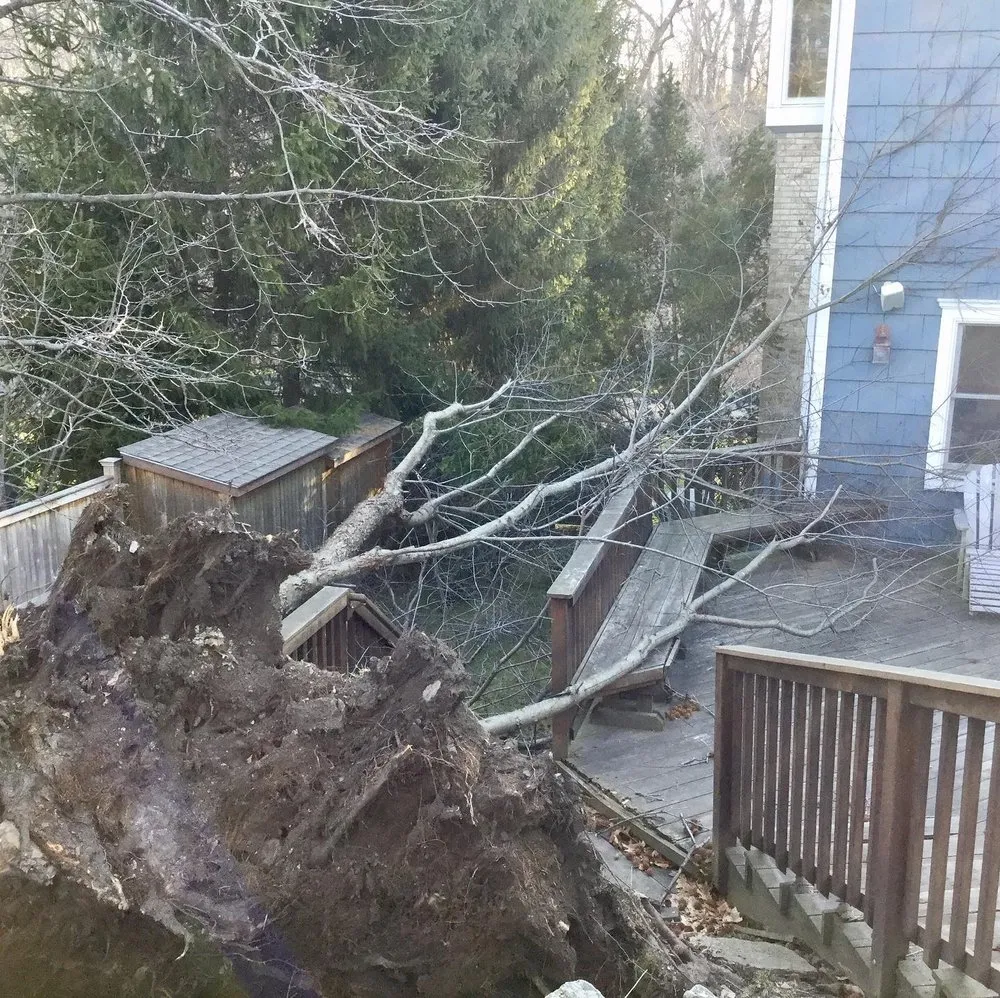 Top-rated yard cleanup service for homes in Port Chester, NY by Umanzor Landscaping