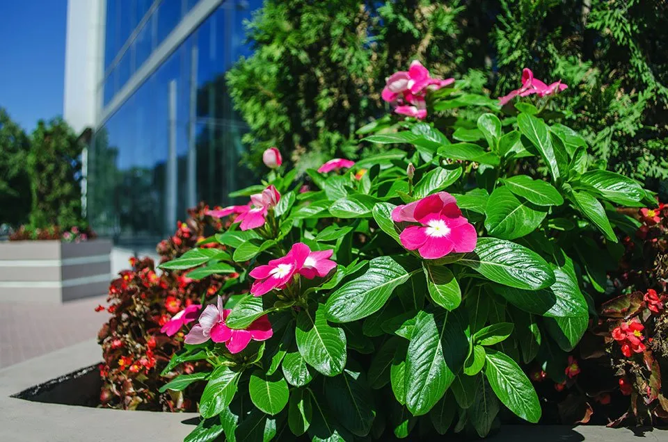 Local lawn care service for homes in Raleigh, NC by Umstead Green Landscape Management