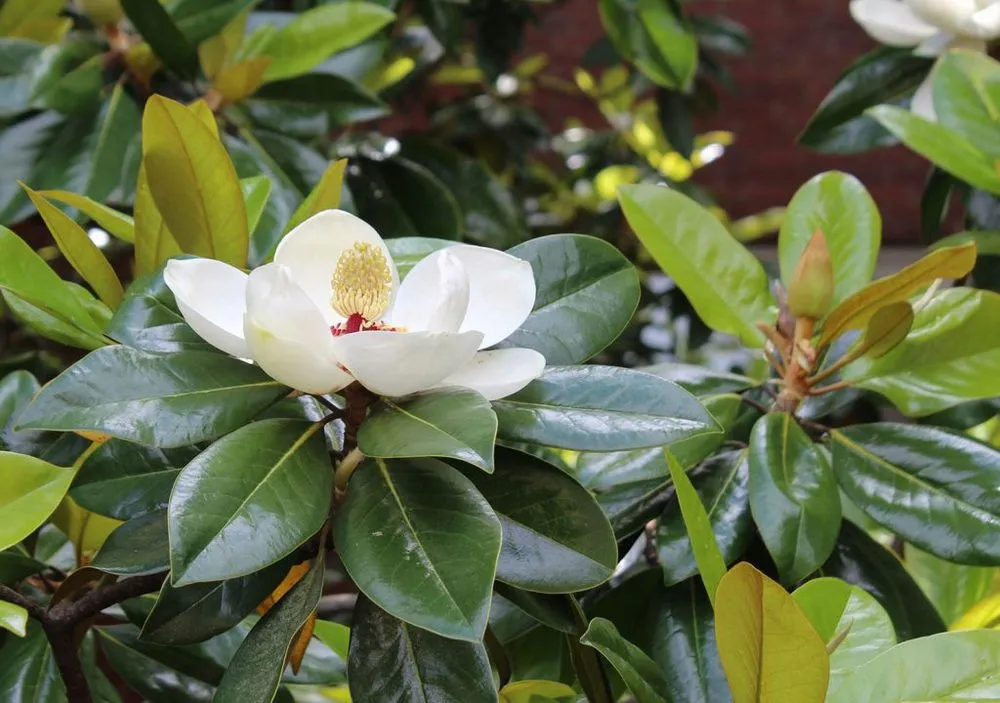 Top-rated outdoor landscaping in Raleigh, NC by Umstead Green Landscape Management