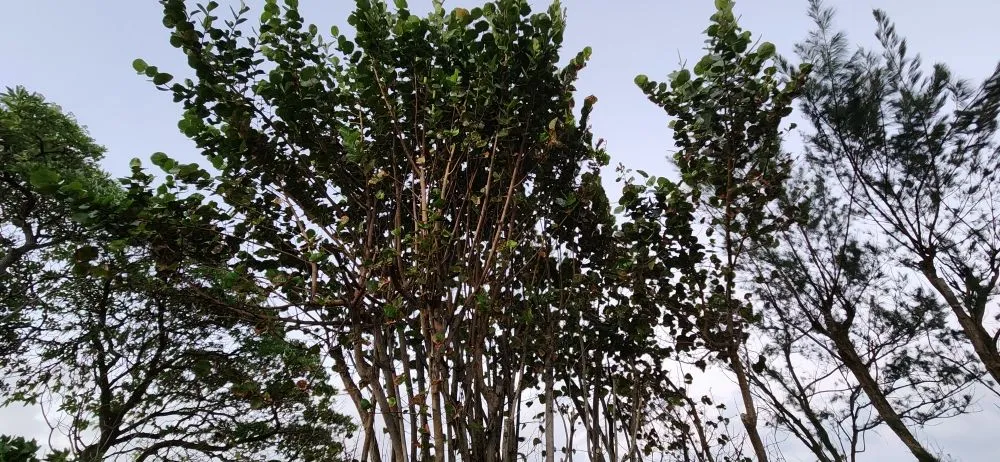 Reliable lawn mowing service in Honolulu, HI - Umuna Landscape