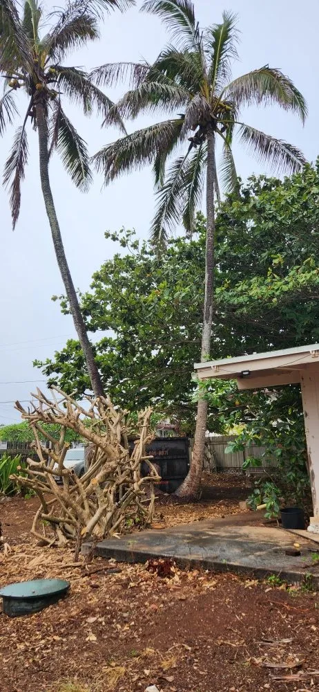 Reliable landscape design in Honolulu, HI by Umuna Landscape