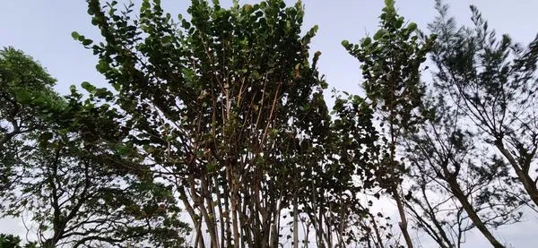 Umuna Landscape Logo