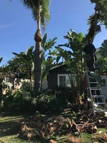 Affordable yard cleanup service experts serving Santa Ana, CA - Unbeatable Landscapes