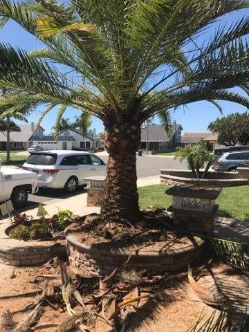 Professional yard cleanup service experts serving Santa Ana, CA - Unbeatable Landscapes